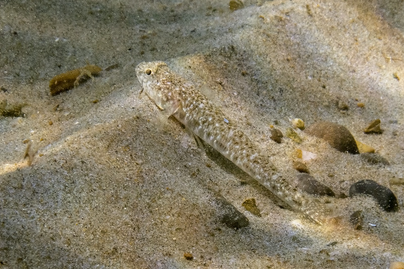 Follonica: Pomatoschistus marmoratus e Gobius niger